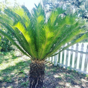 Sago Palm Pup