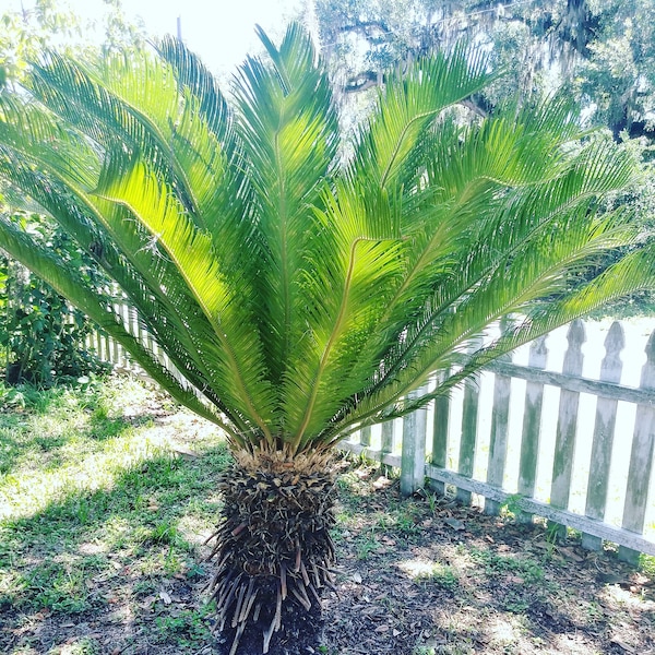 Sago Palm Pup