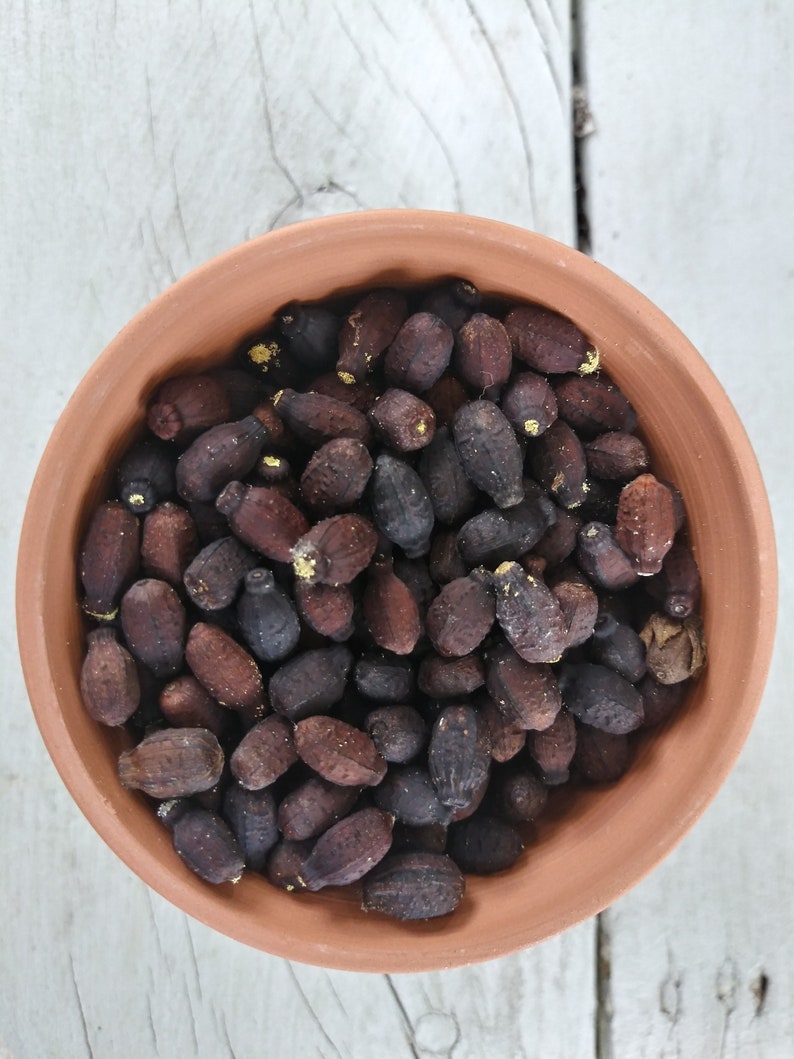 4 O'clock Seed Pack Etsy