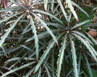 False Aralia Live Plant