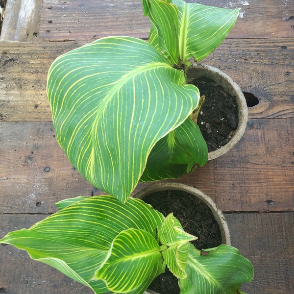 Canna Lily, Tropicana Gold, Flowering plant,Fully Rooted, Live plant