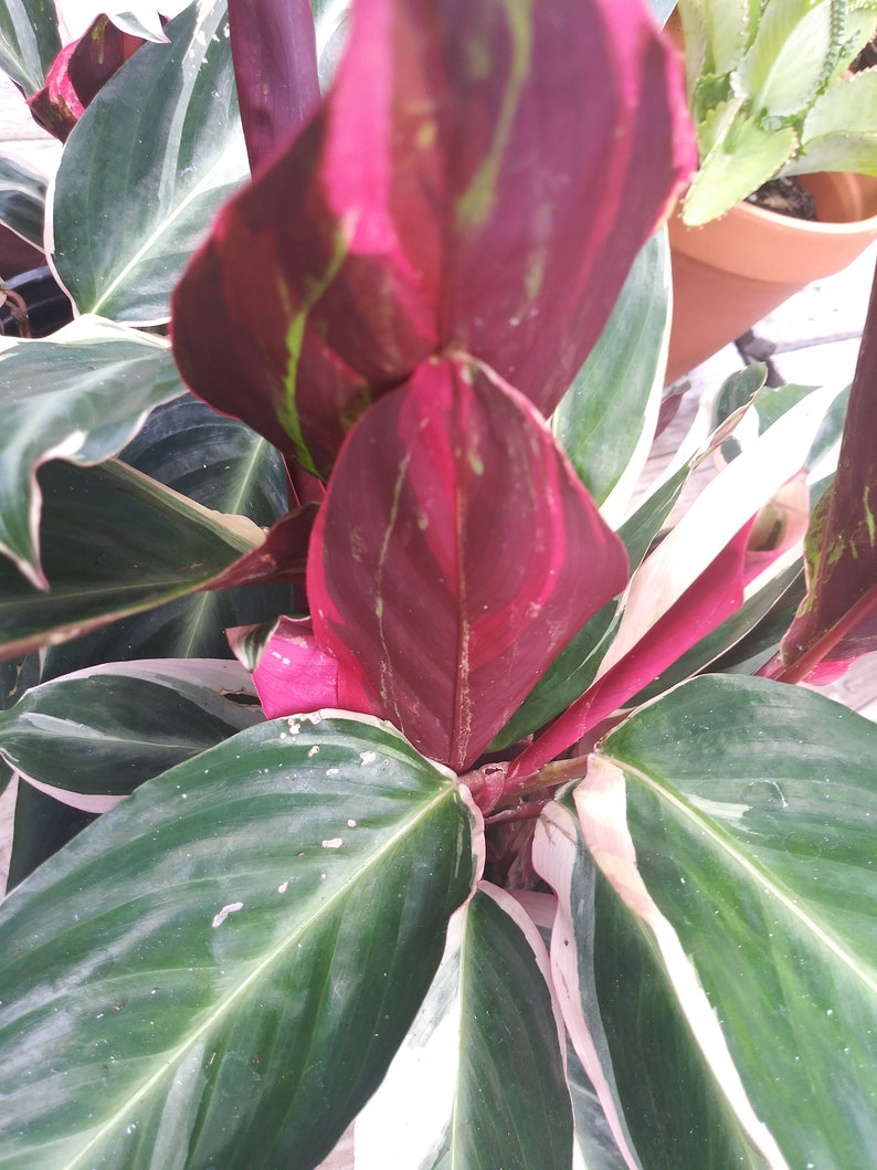 TRI COLOR GINGER Plant Live Plant Triostar jengibre Etsy