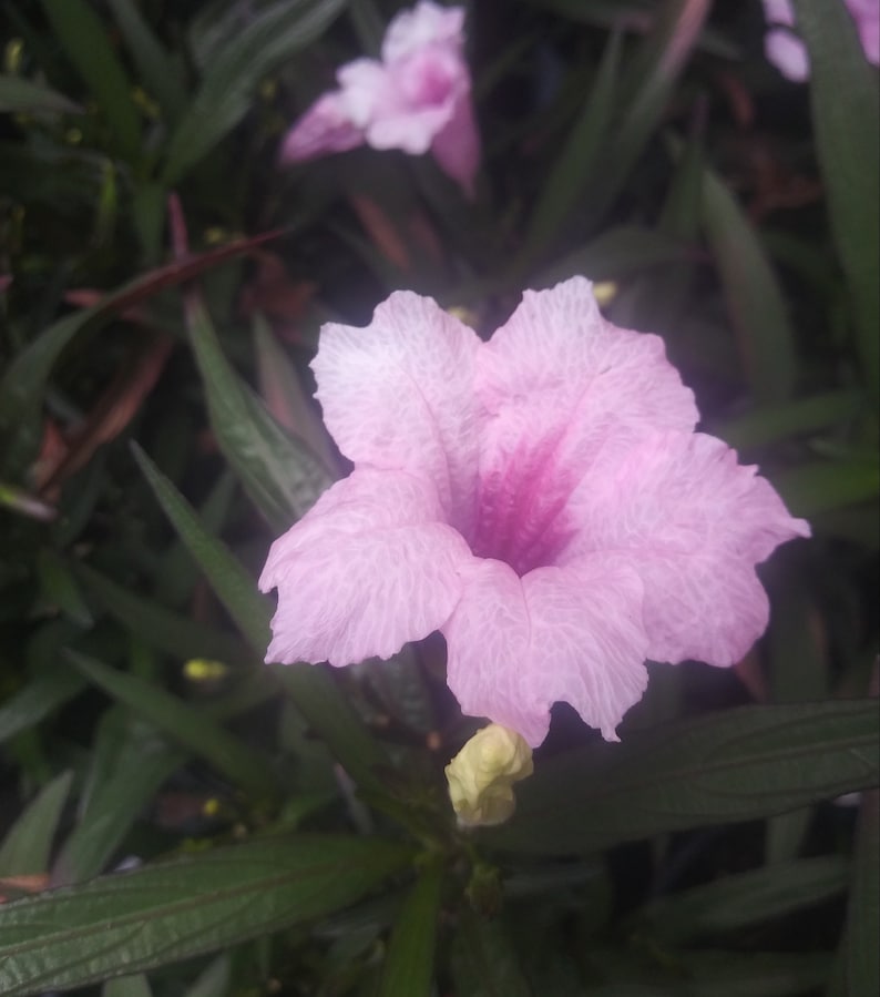 Pink Mexican Petunia Dwarf Mexican Petunia Live Plant | Etsy