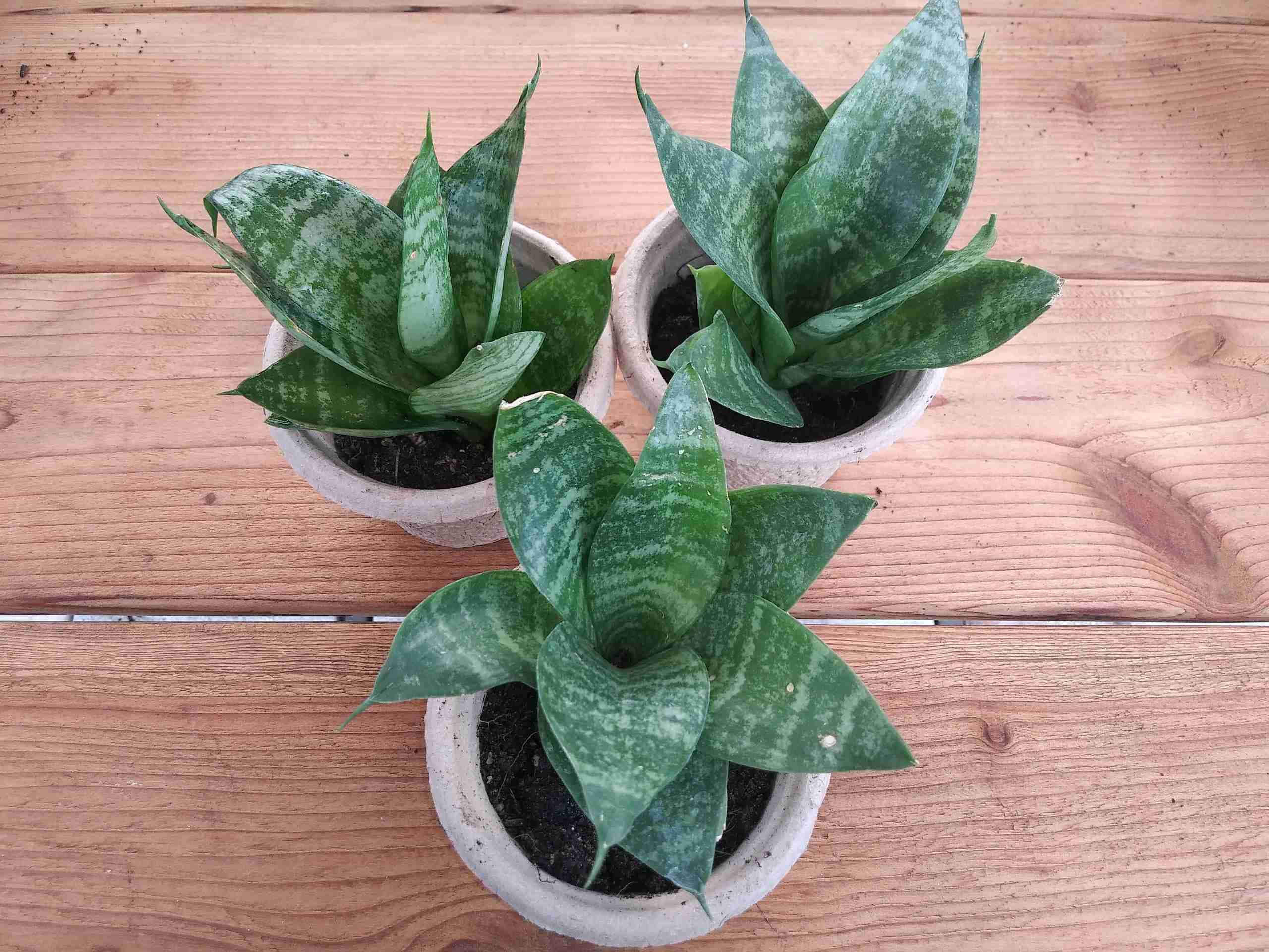 Snake plant birds nest
