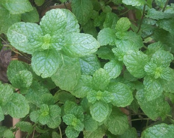 Sweet Mint Herb plant, Mentha Suavis, Live plant