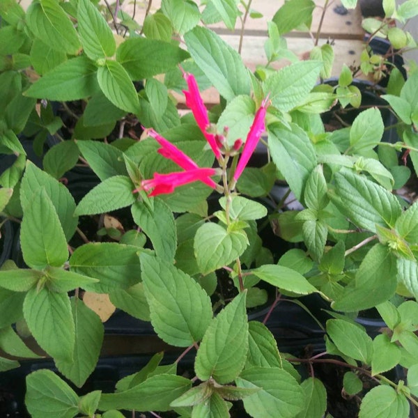 Pineapple sage live plant herb "Salvia elegans" tangerine sage herb