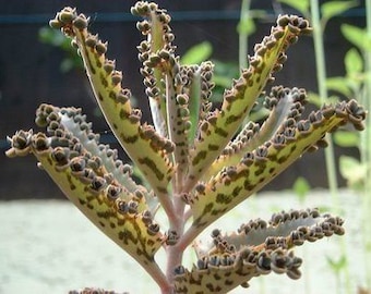 Large Mother of Thousands Live plant sale