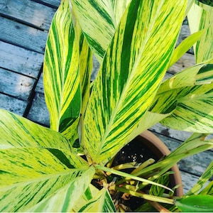 Variegated Shell Ginger Live Plant