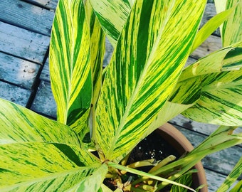 Variegated Shell Ginger Live Plant