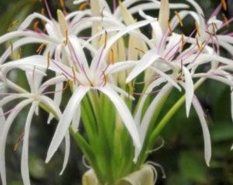 3 Crinum White Lily live plant stalks.