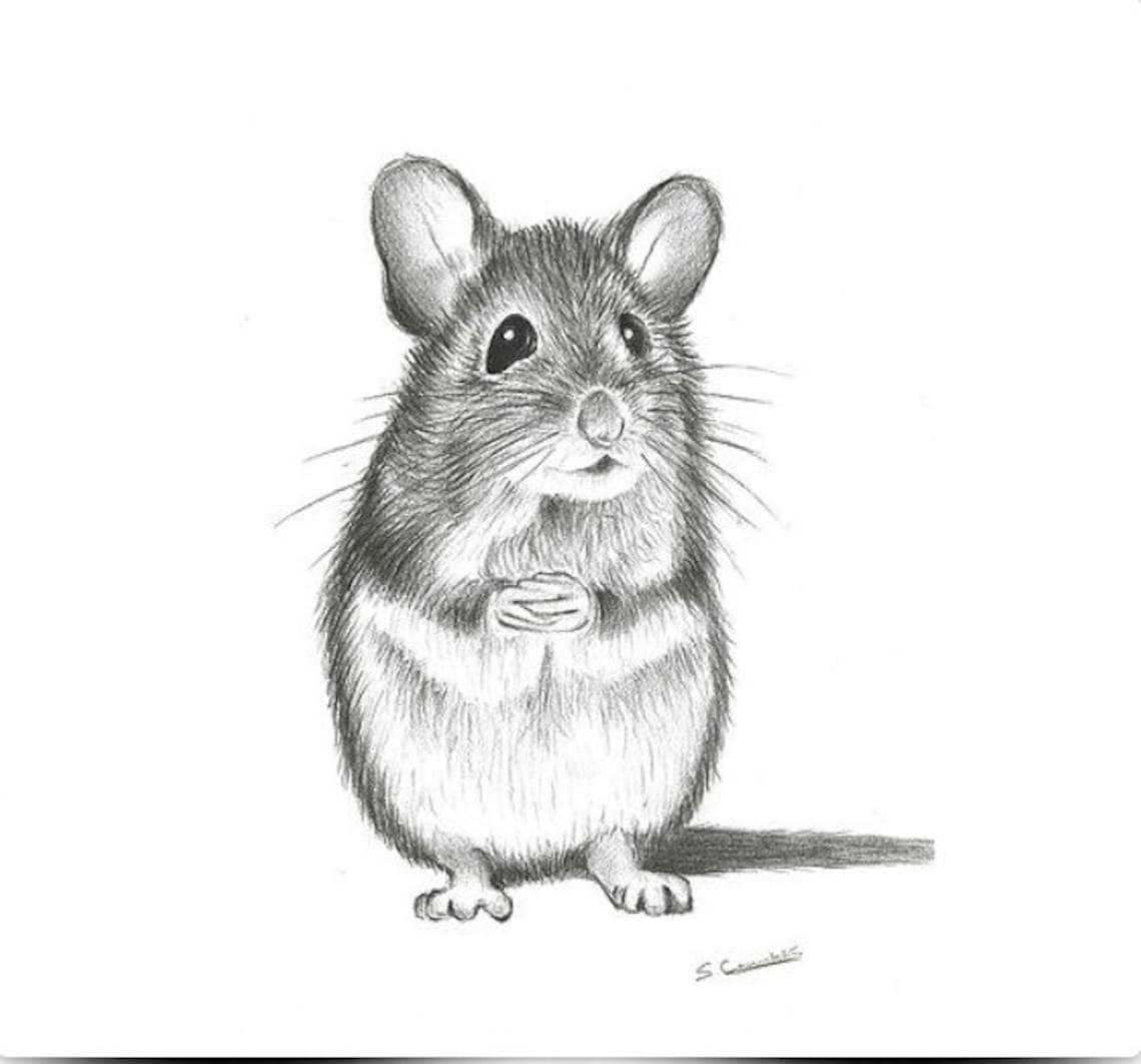 Maus-Zeichnung Maus Druck Maus Portrait Steven Crimlisk | Etsy