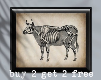 Könnte beinhalten: Eine Vintage-anatomische Illustration eines Kuhskeletts in Schwarzweiß. Das Bild ist auf einem beigefarbenen Hintergrund mit einem schwarzen Rahmen.