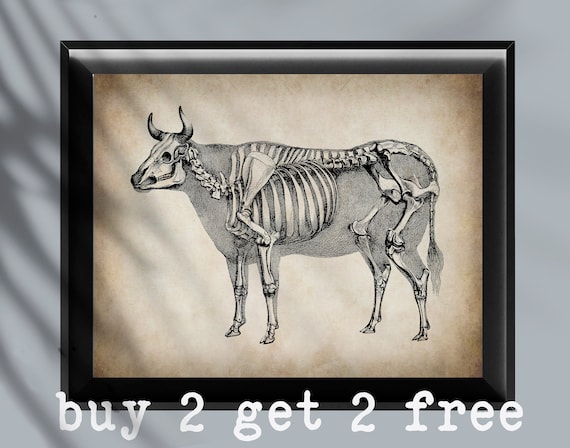 Vintage Cattle Anatomy Poster Cow Skeleton Art Large Animal - Etsy Vintage Cattle Anatomy Poster Cow Skeleton Art Large Animal - Etsy