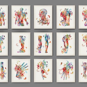 15 Watercolor Anatomy Art Muscular System Poster Physical Therapy Art Medical Artwork Sports Medicine Specialist Gift Physiotherapist Gift