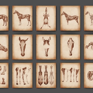 Könnte beinhalten: Eine Sammlung von fünfzehn Vintage-Prints mit detaillierten anatomischen Illustrationen eines Pferdes. Die sepiafarbenen Bilder zeigen verschiedene Ansichten, darunter das Skelett, die Muskulatur und verschiedene Teile des Pferdes, wie Kopf, Hufe und Beine.