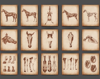 Vintage Horse Anatomy Poster Set: Equine Veterinary Art Prints (11x14) (Digital Download)