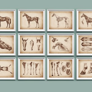 12 Horse Anatomy Posters, Equine Anatomy Art, Animal Anatomy, Large Animal Vet, Veterinary Poster, Veterinarian Gift, Biology Art, Farm Art