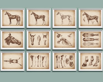 Equine Anatomy Art Prints: Veterinary Gift, Biology Farm Art (11x14)