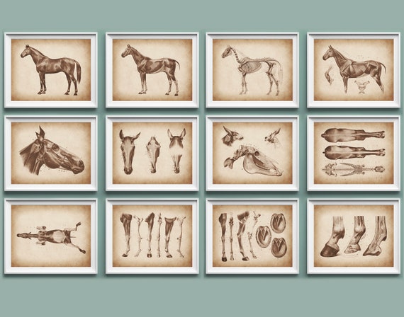 12 Horse Anatomy Posters Equine Anatomy Art Animal Anatomy - Etsy 12 Horse Anatomy Posters Equine Anatomy Art Animal Anatomy - Etsy