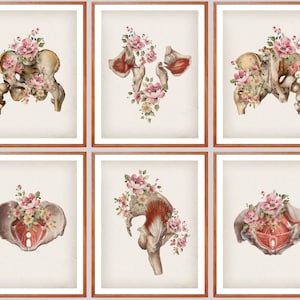 6 Pelvis Anatomy Art Medical Art Pelvic Floor Muscles Poster Orthopedic Surgeon Gift Obgyn Art Clinic Wall Decor Rheumatologist Gift