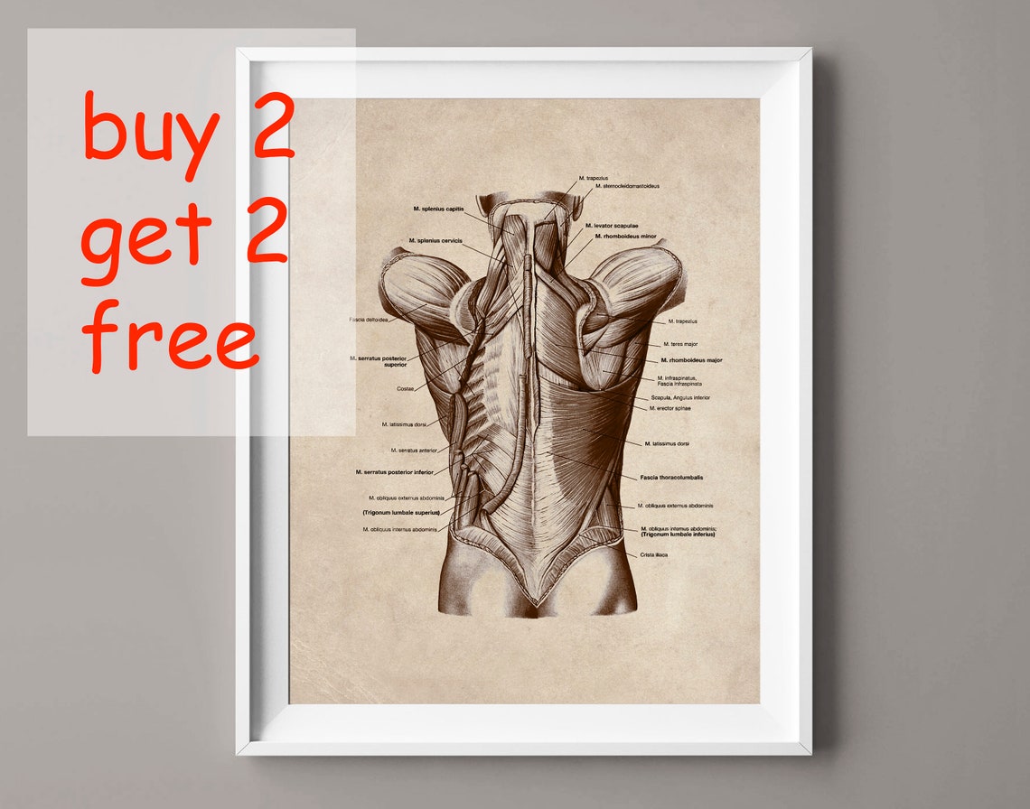 Back Muscles Anatomy Poster Labeled Muscular System Surgical Etsy