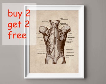 12 Human Body Anatomy Posters Muscular System Diagram Medical Art Major ...