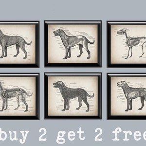 6 vintage hond anatomie en fysiologie kunst hoektand anatomie poster veterinaire kunst huisdier anatomie kunst biologie kunst diergeneeskunde dierenarts cadeau