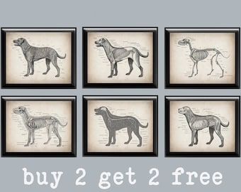 Vintage Dog Anatomy Art Prints: Canine Physiology Poster (Digital Download)