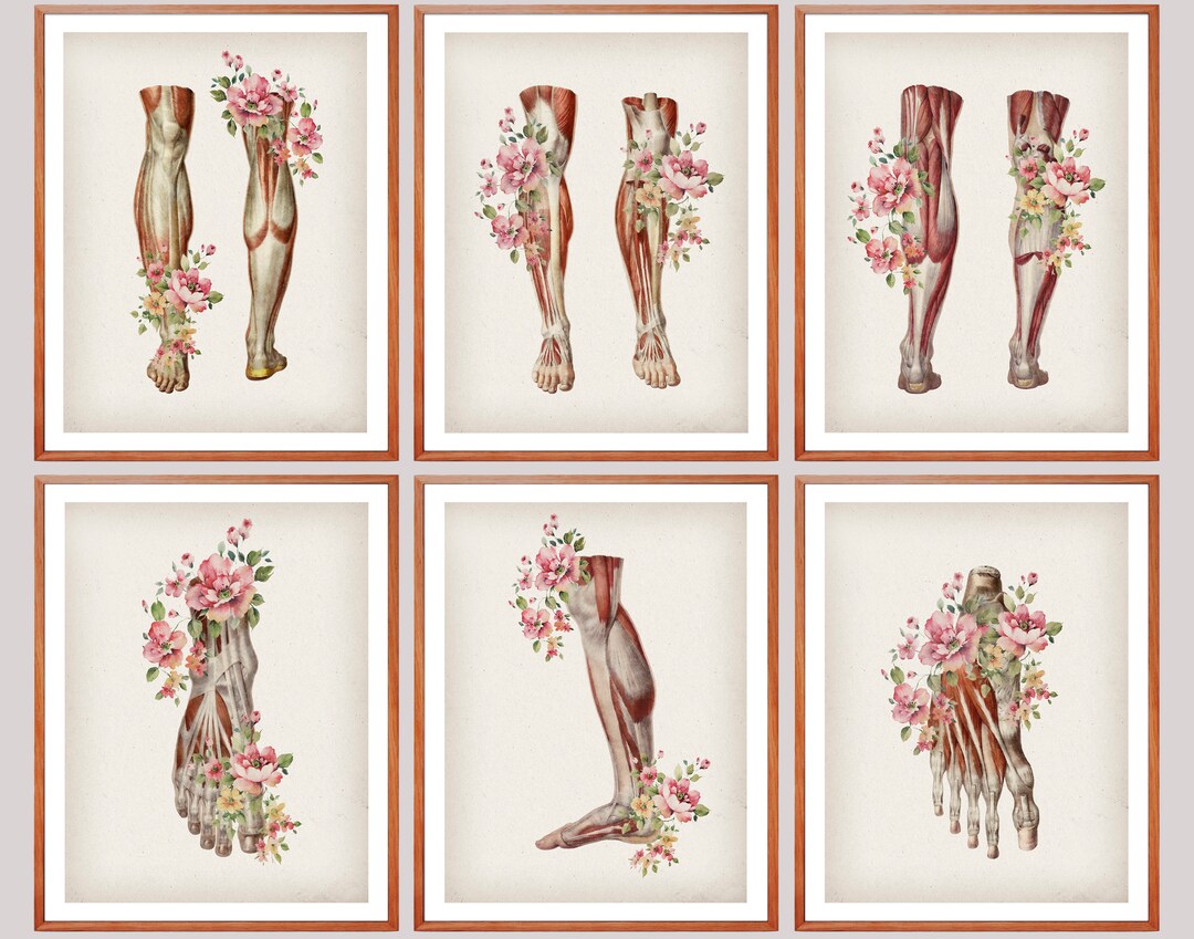 6 Antique Foot Anatomy Art, Podiatrist Gift, Foot Muscles Art, Floral