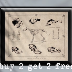 Vintage Dog Anatomy Poster Dog Skeleton Structure Animal Anatomy Art Canine Physiology Art Veterinarian Clinic Wall Decor Vet Doctor Gift