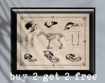 May include: Vintage anatomical illustration of a dog, showing the skeleton, skull, teeth, and paws. The image is in black and white and has a distressed, antique look. The text "Structures and Anatomy of the Dog" is at the bottom of the image.