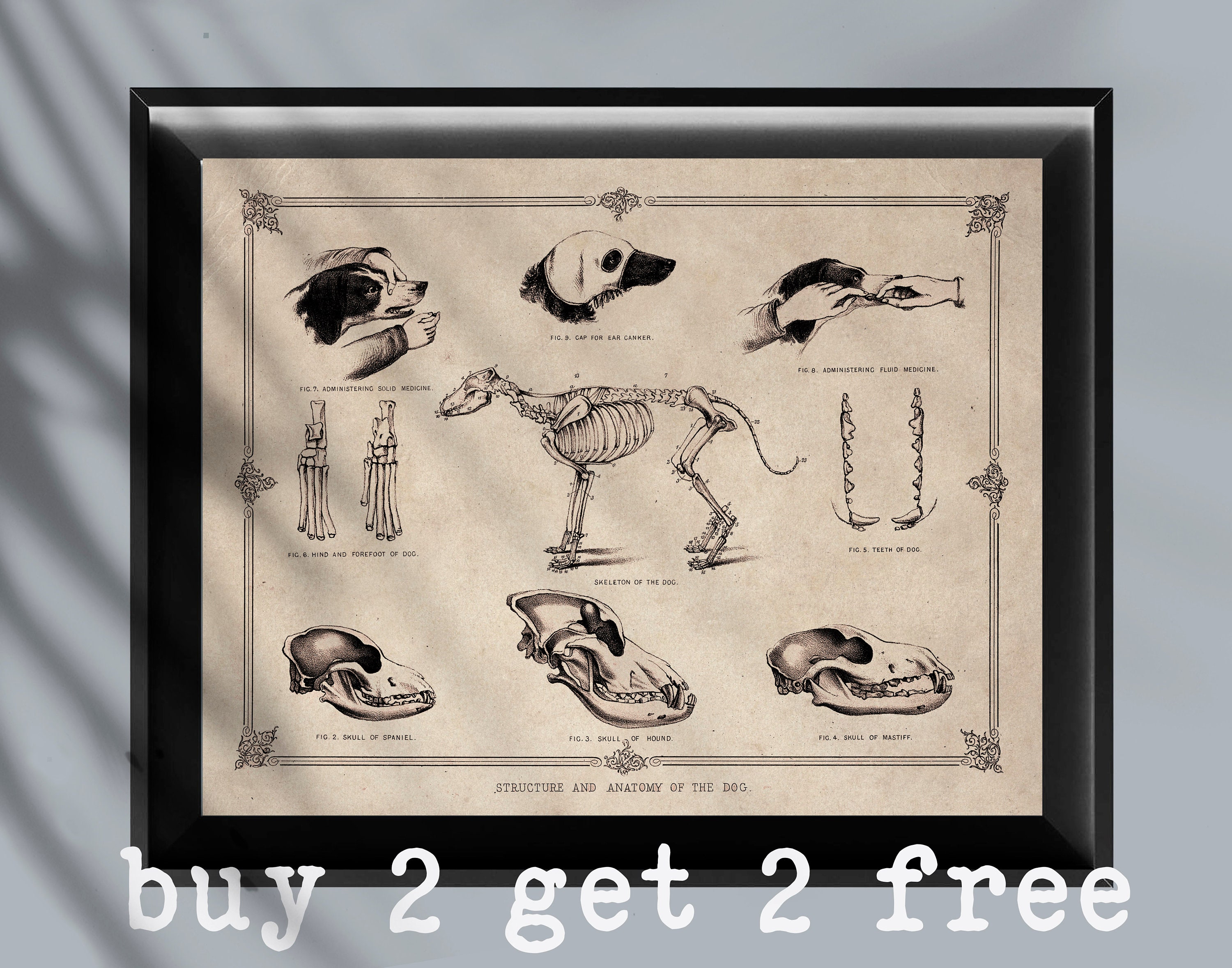 犬の解剖学 1970年版 犬の解剖学 1970年版 犬の解剖学 1970年版