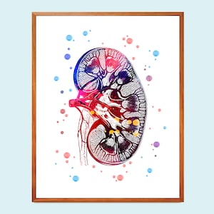 Anatomische Niere Print / Nephrologie Kunst / Medizin Poster / Organe des Harnsystems / Nierenspender / Arzt Geschenk / Chirurg Praxis Kunst