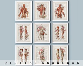 9 Vintage Dictionary Art, Muscular Anatomy and Flower Drawing, Medical Artwork, Massage Therapist Office Art, Massage Clinic Wall Art