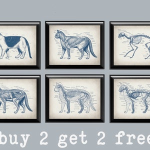6 Feline Anatomy Print Cat Physiology Art Pet Veterinary Poster Animal Anatomy Art Biology Art Small Animal Medicine Veterinarian Gift