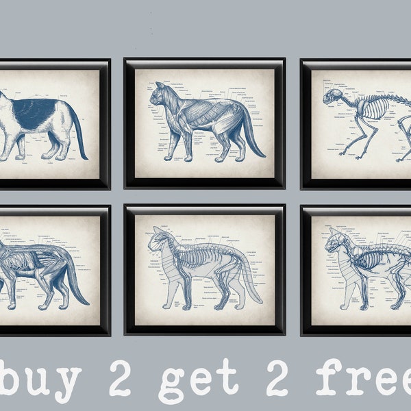 6 Feline Anatomy Print Cat Physiology Art Pet Veterinary Poster Animal Anatomy Art Biology Art Small Animal Medicine Veterinarian Gift