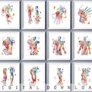 12 Watercolor Body Anatomy Art Medical Decor Science Art Muscular System Structure Massage Clinic Art Physical Therapist Gift Doctor Gift