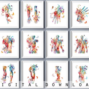 12 Watercolor Body Anatomy Art Medical Decor Science Art Muscular System Structure Massage Clinic Art Physical Therapist Gift Doctor Gift