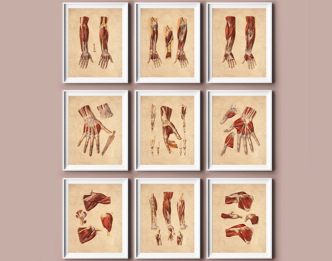 9 Hand Anatomy Art Vintage Physiology Poster Human Upper Limb Muscles ...
