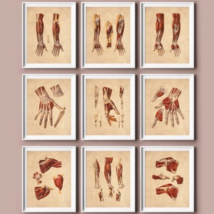 9 Hand Anatomy Art Vintage Physiology Poster Human Upper Limb Muscles Diagram Musculoskeletal System Art Massage Therapy Art Medical Artwork