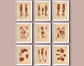 12 ヴィンテージ人体解剖図 筋骨格系ポスター 医療アート 外科解剖図 