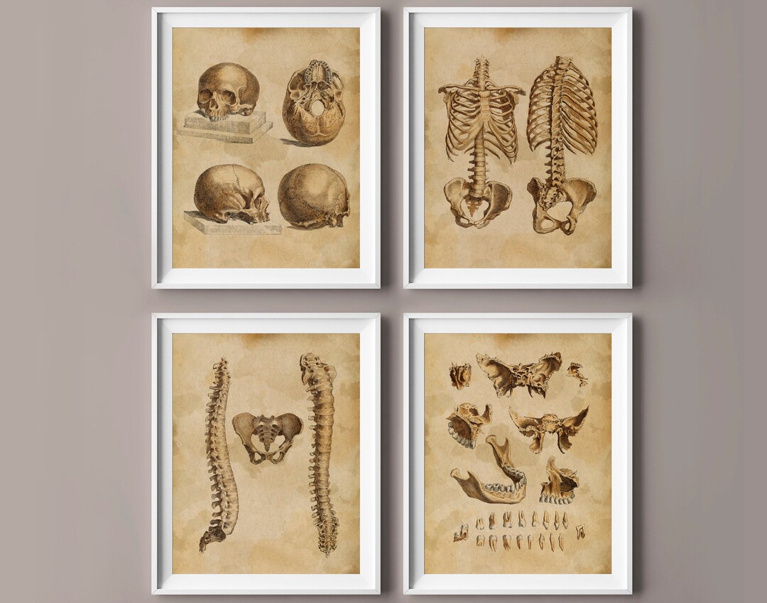 Vintage Skeletal Anatomy Poster Set: Chiropractic Art (11x14) - Etsy