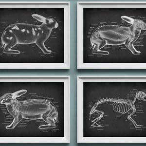4 poster di anatomia e fisiologia del coniglio, arte di piccoli mammiferi, arte di biologia, arte veterinaria, arte di anatomia animale, regalo per veterinario, decorazione per clinica veterinaria