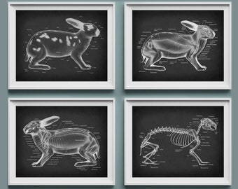 May include: Four black and white illustrations of a rabbit, showing the skeletal structure, muscular system, and external anatomy. Each illustration is labeled with anatomical terms.