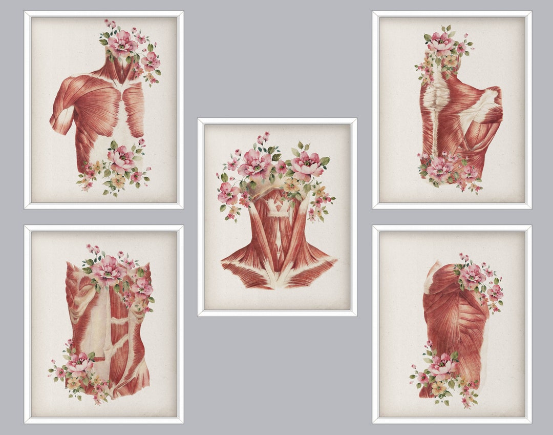 5 Anatomy Art Muscular System Print Medical Art Physiotherapist Gift ...