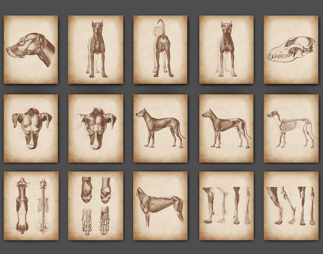 15 Vintage Canine Veterinary Anatomy Posters Dog Muscles Dog Skeleton