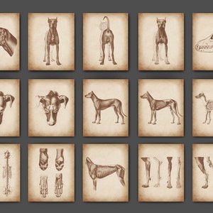 15 Vintage Canine Veterinary Anatomy Posters Dog Muscles Dog Skeleton Art Zoology Art Biology Art Veterinarian Gift Vet Clinic Decor
