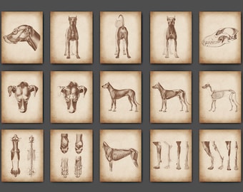 Vintage Canine Anatomy Art Prints: Dog Skeleton & Muscle Posters (Digital Download)