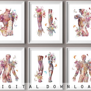 6 Floral Anatomy Art Watercolor Medical Art Science Art Muscular System Massage Clinic Wall Decor Physiotherapist Gift Doctor Gift
