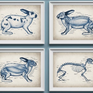 4 Rabbit Anatomy Posters Skeleton and Muscles Diagram Small Mammals Physiology Art Veterinary Art Animal Anatomy Art Veterinarian Gift